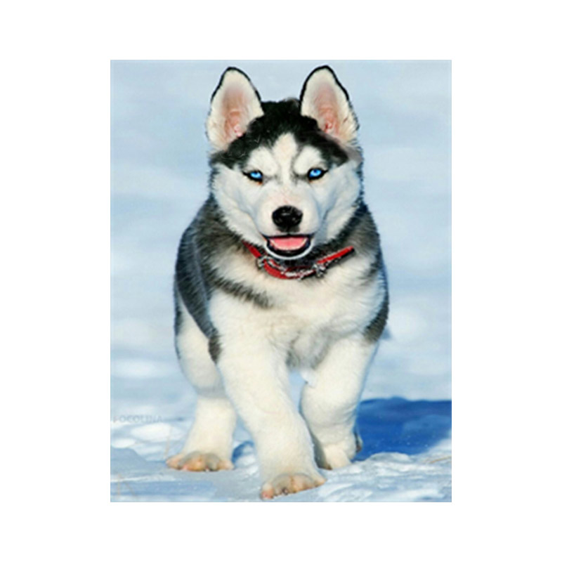 Набір алмазного живопису на підрамнику 30х40 см, Хаскі (SXM-059093)