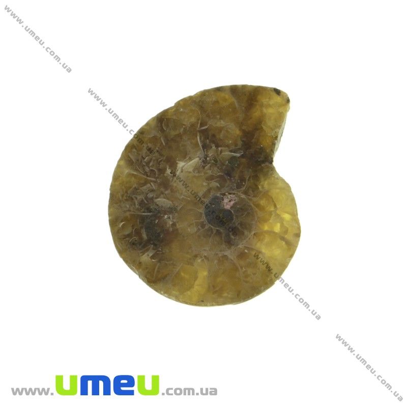 Аммонит окаменелый, 21х17х4,4 мм (POD-031641)