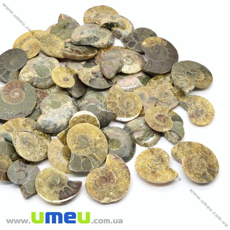 Амоніт скам'янілий, 21х17х5,4 мм (POD-031643)