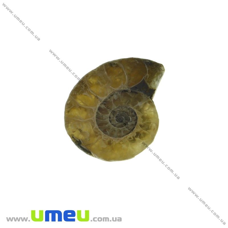 Аммонит окаменелый, 18х15х4,6 мм (POD-031640)