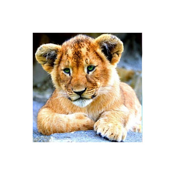 Набір алмазного живопису на підрамнику 30х30 см, Майбутній король (SXM-056352)