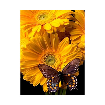 Набір алмазного живопису на підрамнику 50х40 см, Єднання (SXM-056368)