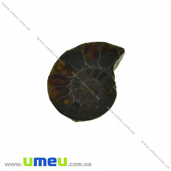 Аммонит окаменелый, 20х17х4,7 мм (POD-031612)