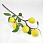 /p62597-vetka-s-limonami/