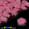 /p36110-pompon-norkoviy-2-2-5-sm-rozoviy-yarkiy/