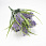 /ru/p62148-buket-chesnoka-50-sm/