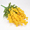 /ru/p54038-buket-mimozi-36-sm-zheltiy/