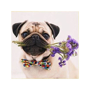 Набір алмазного живопису на підрамнику 30х30 см, Джім (SXM-052425)