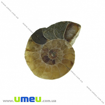 Аммонит окаменелый, 22х17х5,7 мм (POD-031620)