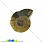 /ru/p31620-ammonit-okameneliy-22x17x5-7-mm/