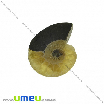 Аммонит окаменелый, 21х17х4,5 мм (POD-031635)