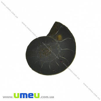 Аммонит окаменелый, 22х18х5,5 мм (POD-031609)