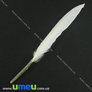 Пір'я Гусячі, Білі, 10-13 см (PER-002619)