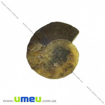 Аммонит окаменелый, 20х17х5 мм (POD-031622)