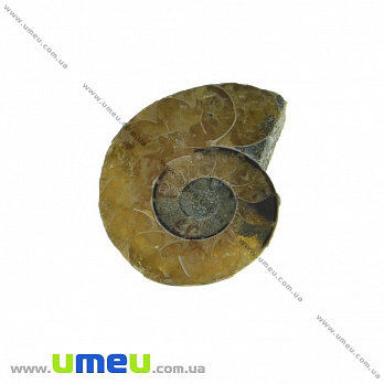 Аммонит окаменелый, 21х18х4,3 мм (POD-031638)