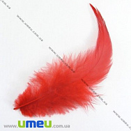 Пір'я Півня, Червоні, 7-12 см (PER-002613)
