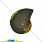 /ru/p31606-ammonit-okameneliy-26x21x4-mm/