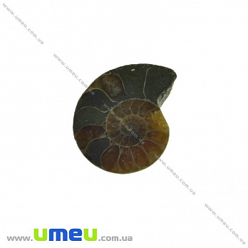 Аммонит окаменелый, 19х15х4,5 мм (POD-031616)