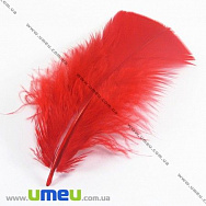 Пір'я Індички, Червоні, 7-12 см (PER-001778)
