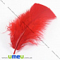 Пір'я Індички, Червоні, 7-12 см (PER-001778)