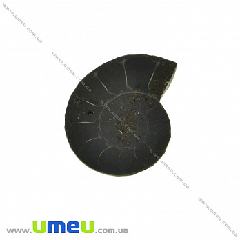 Амоніт скам'янілий, 21х18х6 мм (POD-031607)