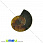 /ru/p31615-ammonit-okameneliy-22x18x4-5-mm/