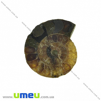 Амоніт скам'янілий, 24х21х5 мм (POD-031610)