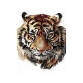 Набор алмазной живописи на подрамнике 30х20 см, Мудрый тигр, 1 набор (SXM-052445)