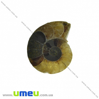 Амоніт скам'янілий, 20х17х5 мм (POD-031634)