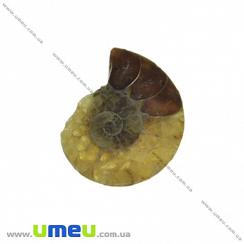 Аммонит окаменелый, 21х17х4,2 мм (POD-031623)