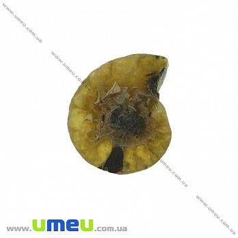 Аммонит окаменелый, 19х16х4,5 мм (POD-031644)